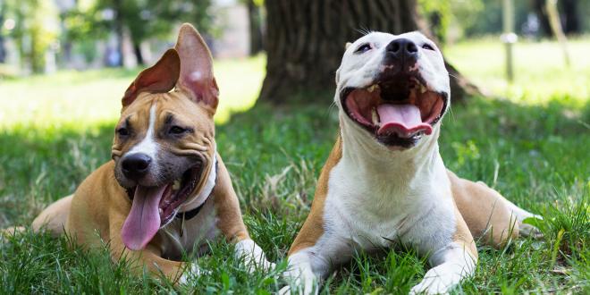 two happy dogs in the park