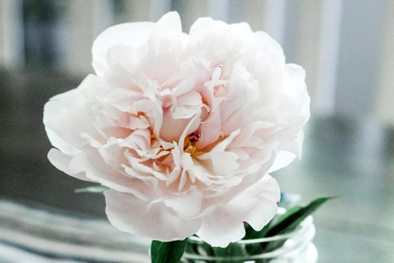 a white peony flower in a jar